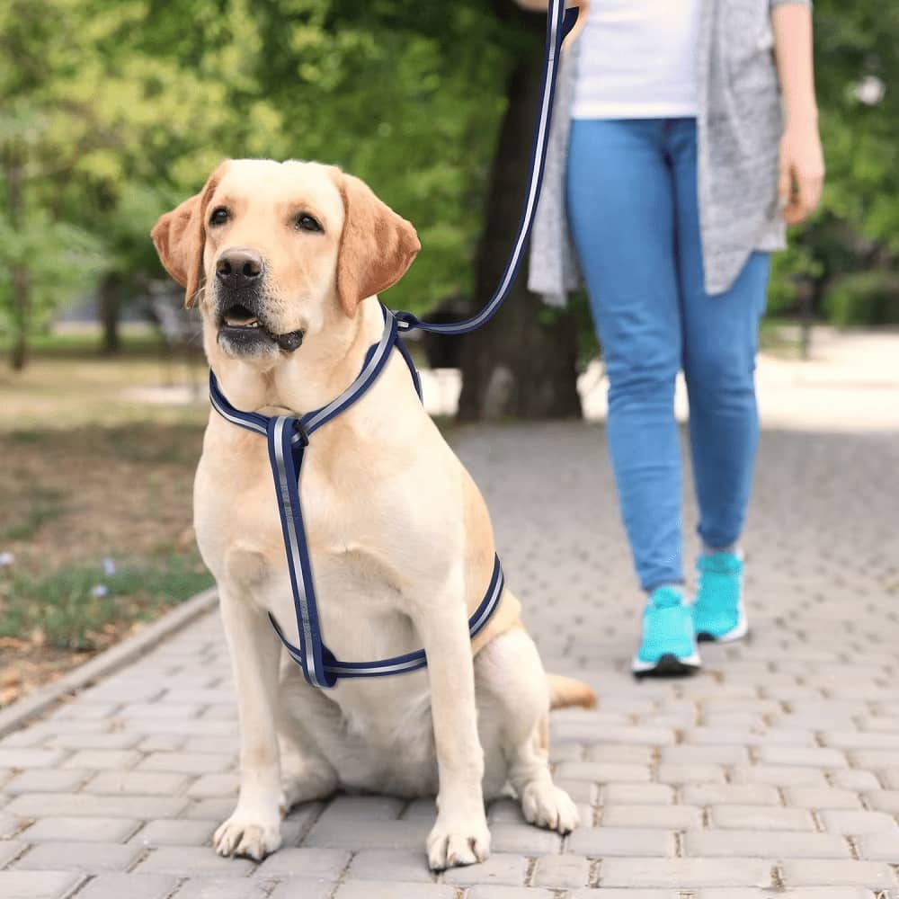 Dog Leash